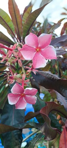IMG-20250720-WA0008