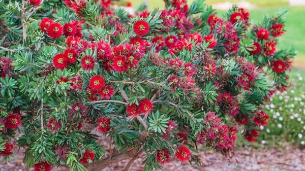 bottlebrush