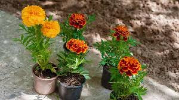 marigold