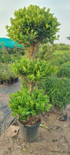 outdoor