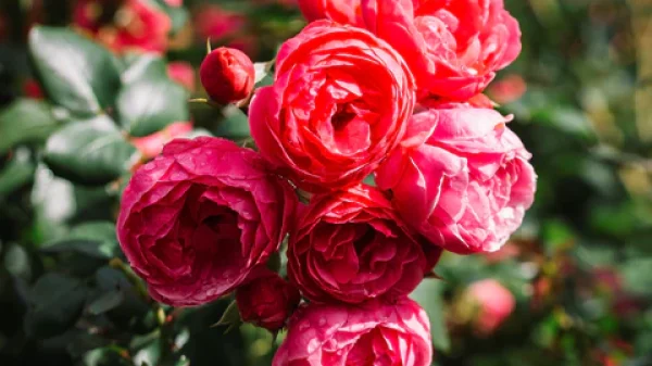 rose